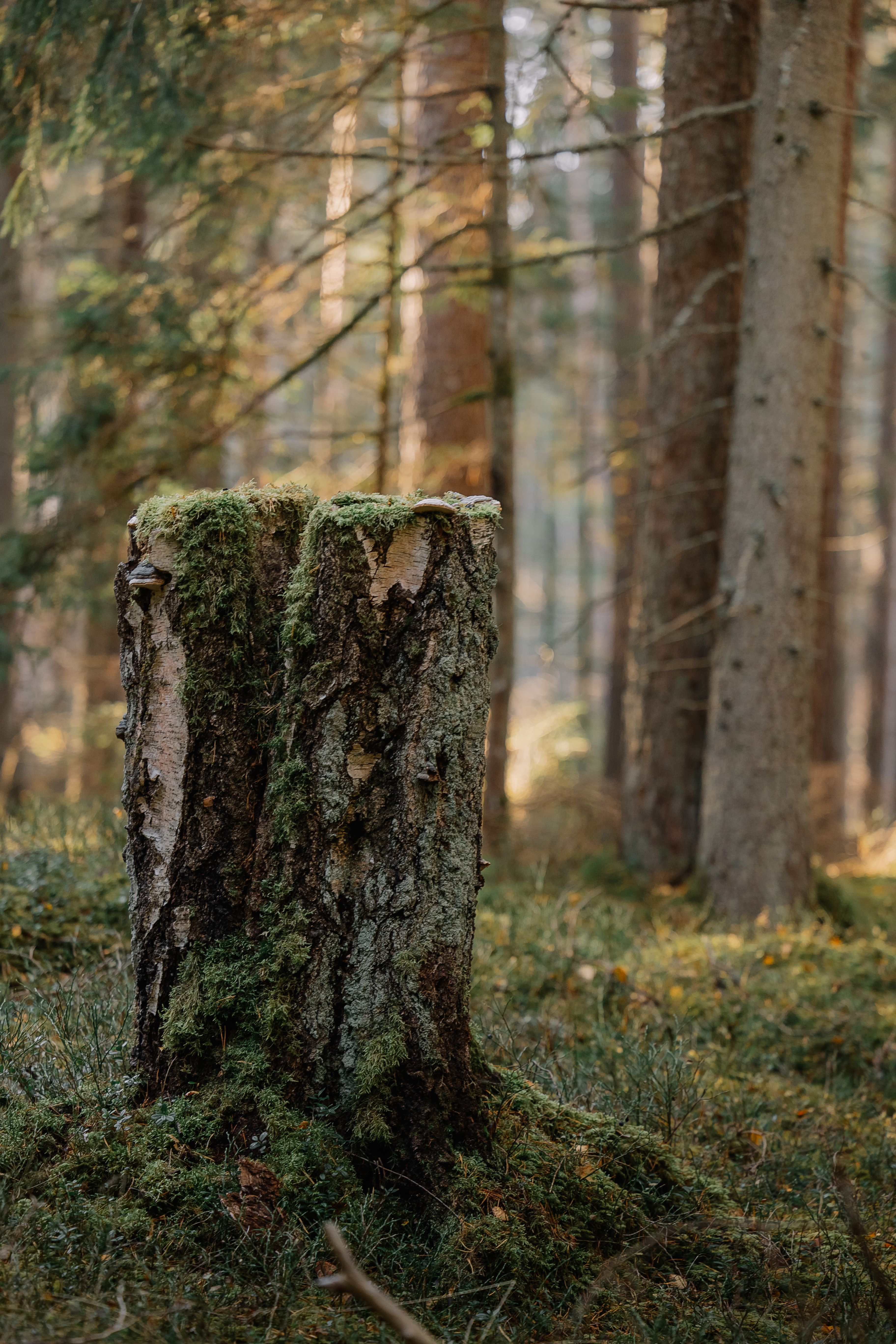 Moss-Covered Tree Stump in Serene Forest Setting · Free Stock Photo