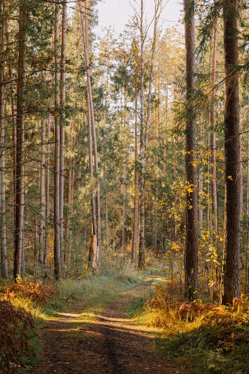 Free A serene autumn forest scene with sunlight filtering through the trees along a peaceful path. Stock Photo