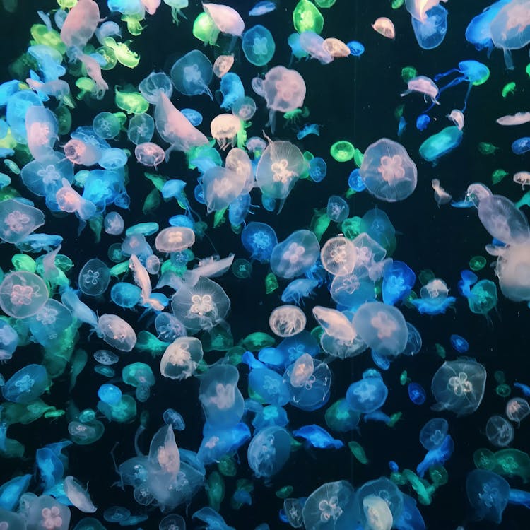 Free Photo of Jellyfishes Stock Photo