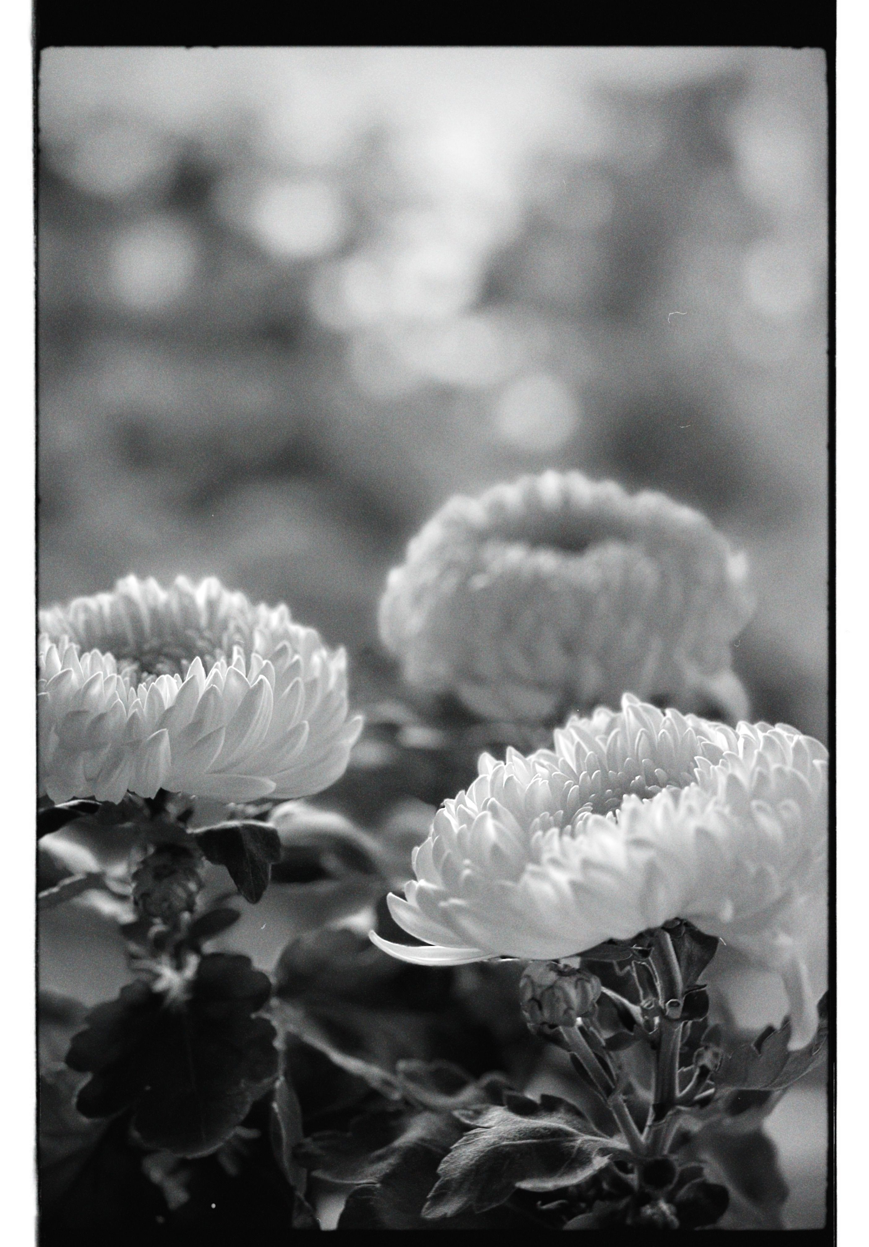 Elegant black and white photo of chrysanthemum flowers highlighting their intricate petals.
