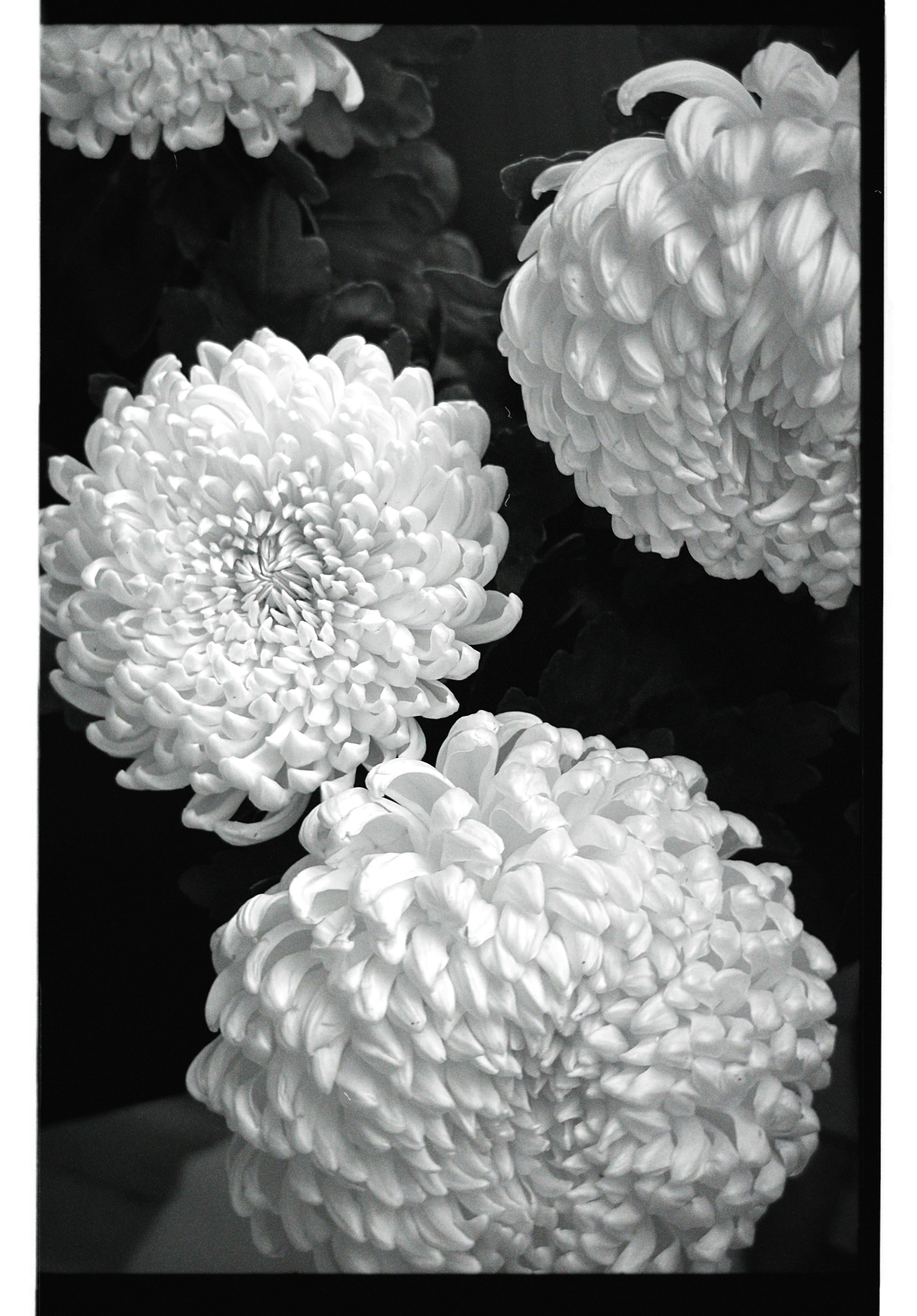 Elegant monochrome close-up of chrysanthemum flowers, highlighting their intricate petals.