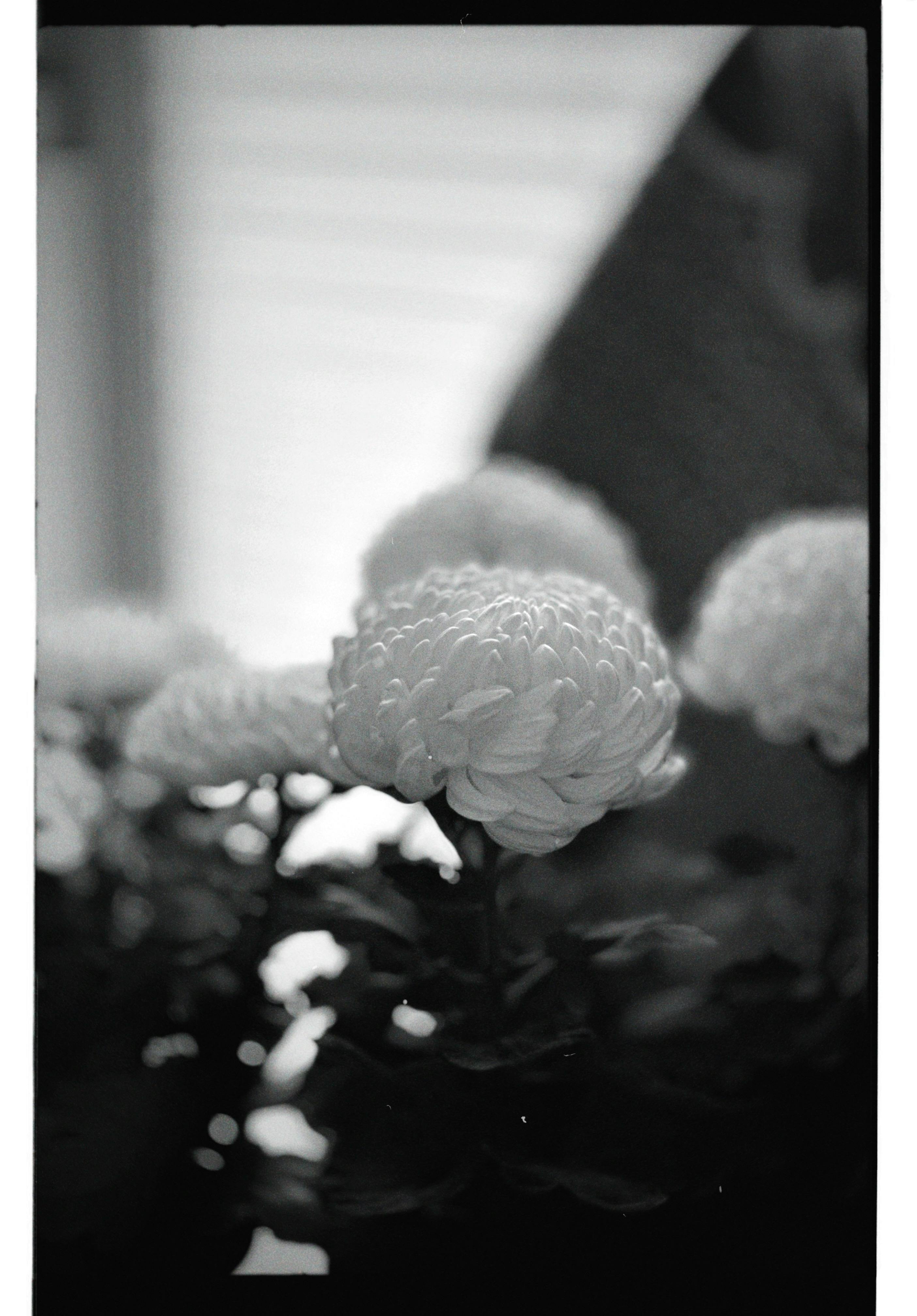 Elegant black and white photo of chrysanthemum flowers with soft focus. Perfect for artistic themes.