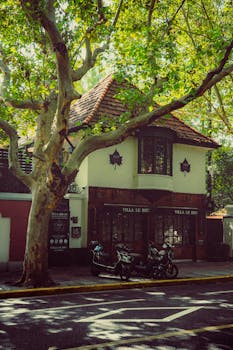 Cozy cafe with vintage motorcycles under lush trees on a quiet street.