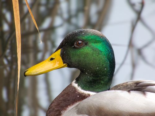 Free Detailed close-up of a mallard duck with striking green head and yellow beak. Stock Photo