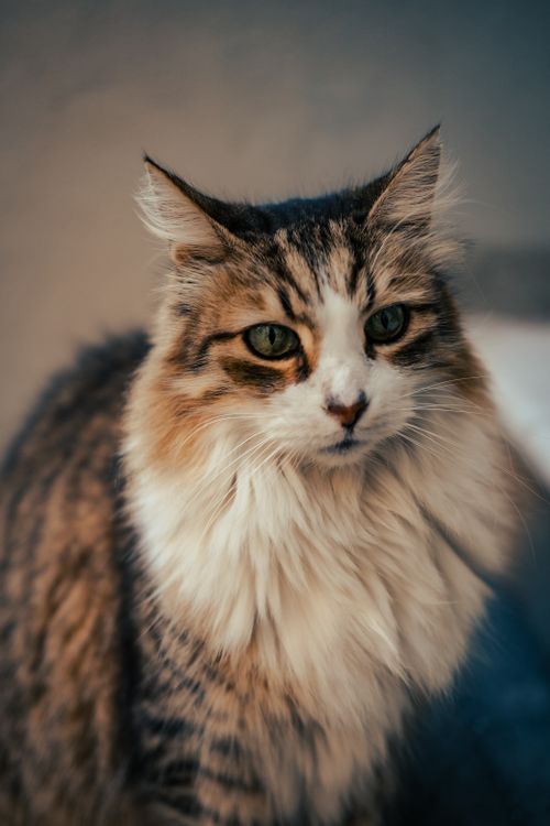 Free Portrait of a fluffy tabby cat with green eyes, sitting outdoors. Stock Photo