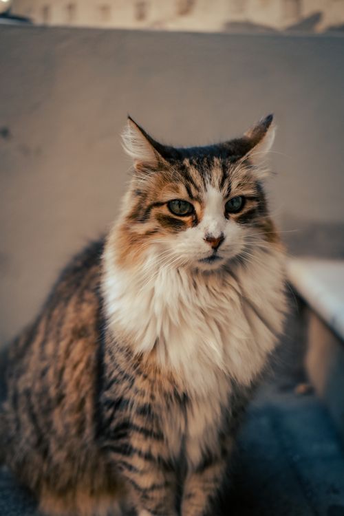 Free Portrait of a long-haired cat with a fluffy coat sitting indoors. Stock Photo