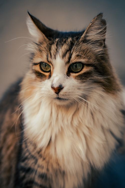 Free Close-up of a fluffy Norwegian Forest Cat with captivating green eyes. Stock Photo