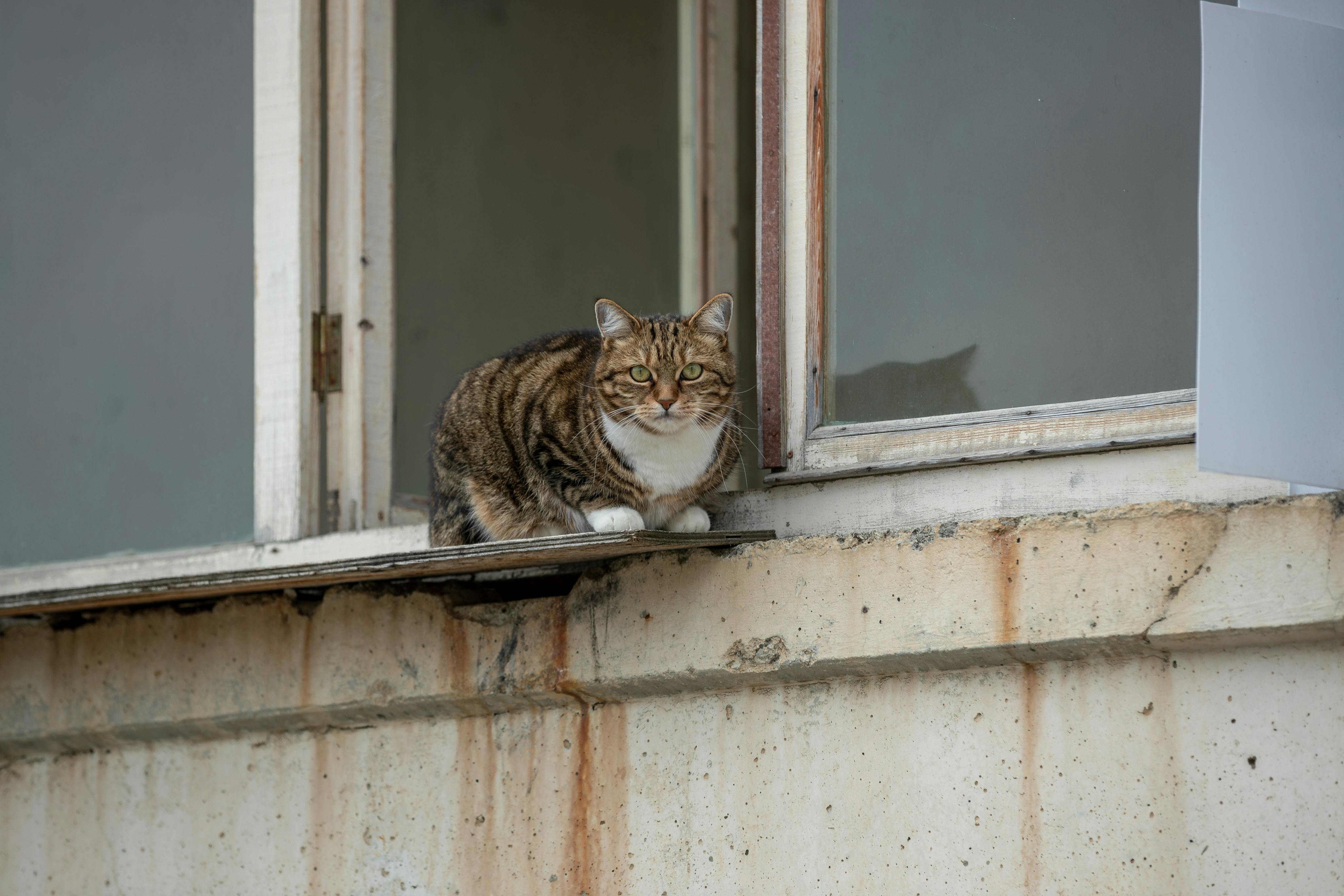 Katzenurin Entfernen