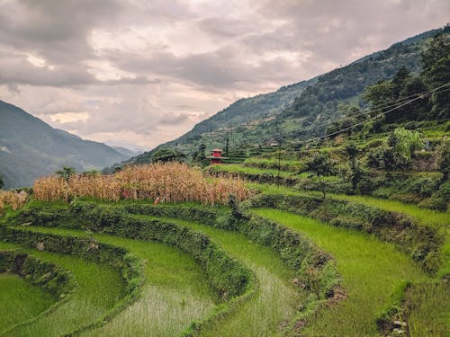 Základová fotografie zdarma na téma farma, ghandruk, himaláj