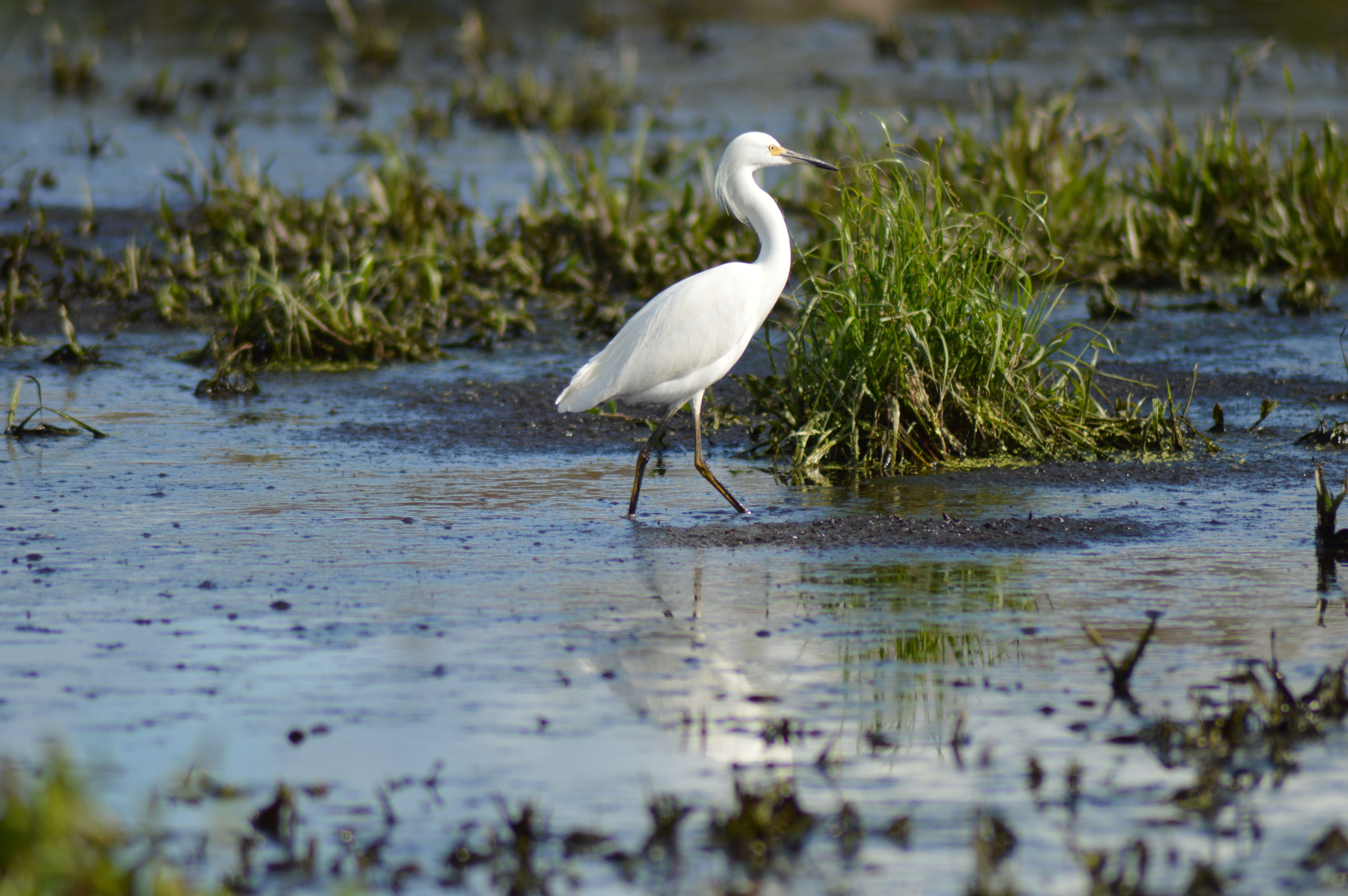 Aves Naturales Photos Download The Best Free Aves Naturales Stock