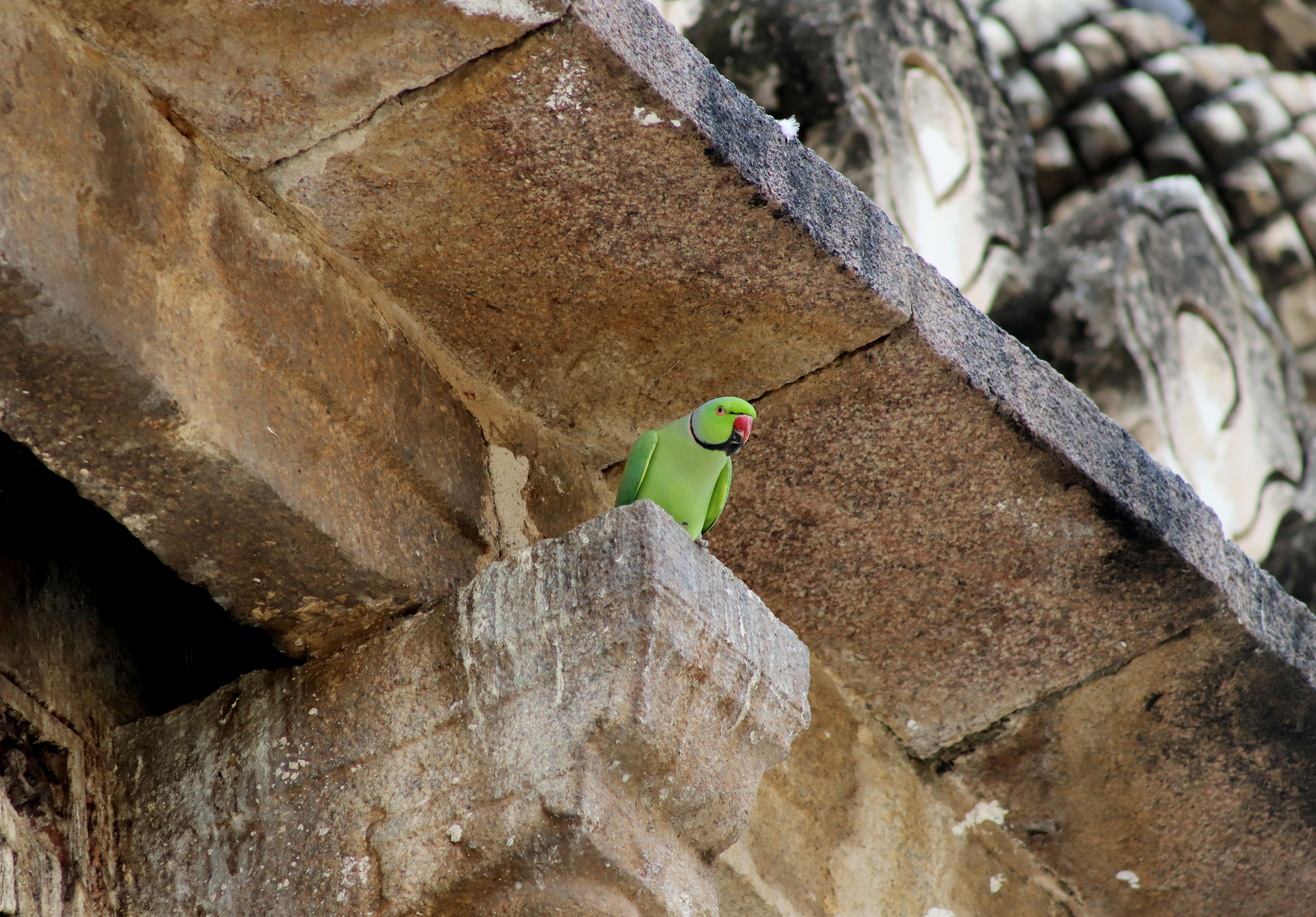 Green Indian ringneck parakeet perched on stone architecture, showcasing natural beauty.