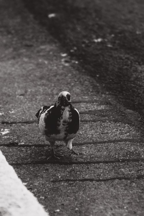 Free A solitary pigeon stands on a city sidewalk, captured in black and white during daytime. Stock Photo