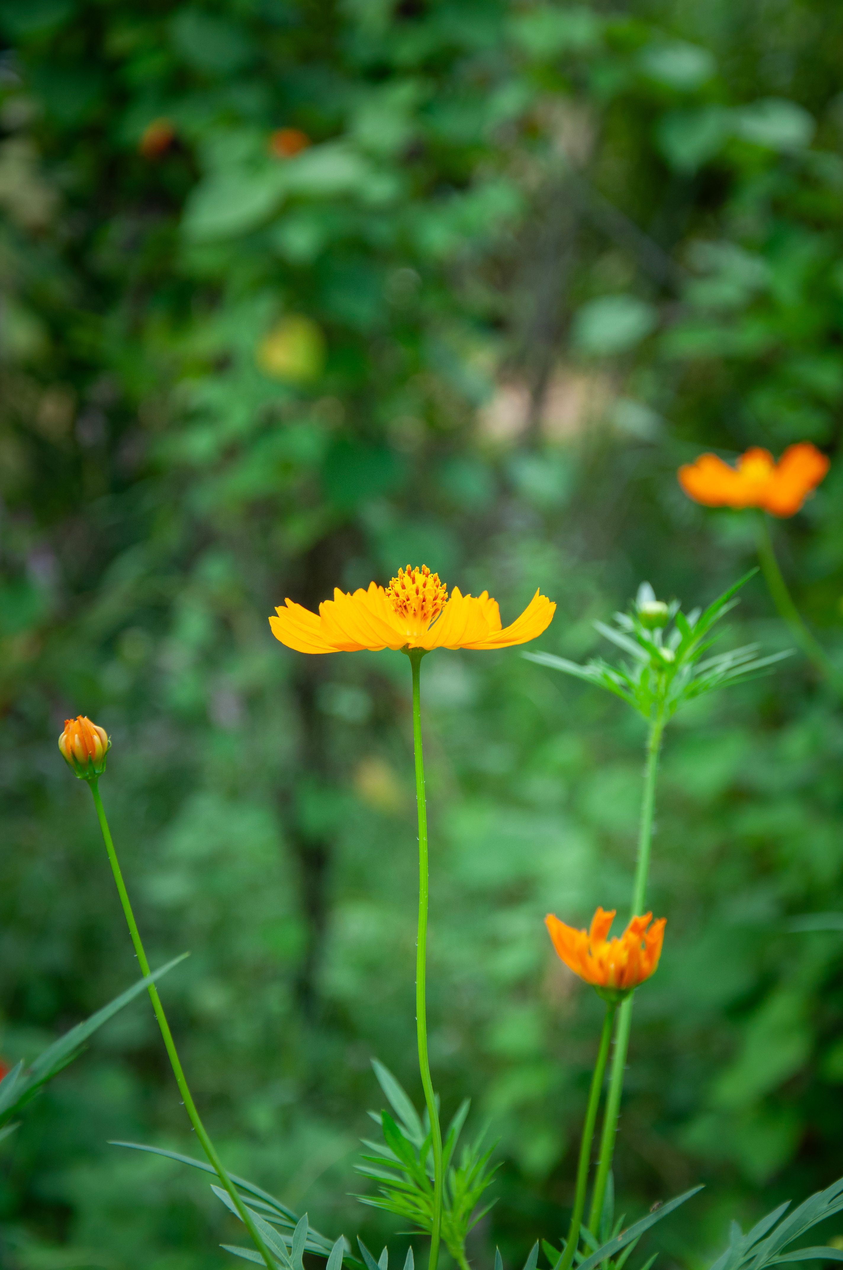 [ColoSach]-close-up-of-a-vibrant-orange-cosmos-flower-with-lush-green-background,-captured-in-natural-sunlight.
