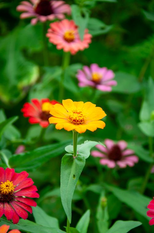 Free Close-up of colorful zinnia flowers in a vibrant garden setting, showcasing nature's beauty. Stock Photo