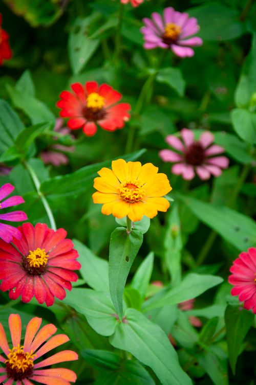 Free A colorful array of zinnia flowers blooming vividly in a garden setting under natural light. Stock Photo
