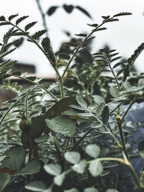 Free A detailed image of a plant with dew-covered leaves in an outdoor setting, showcasing natural beauty. Stock Photo