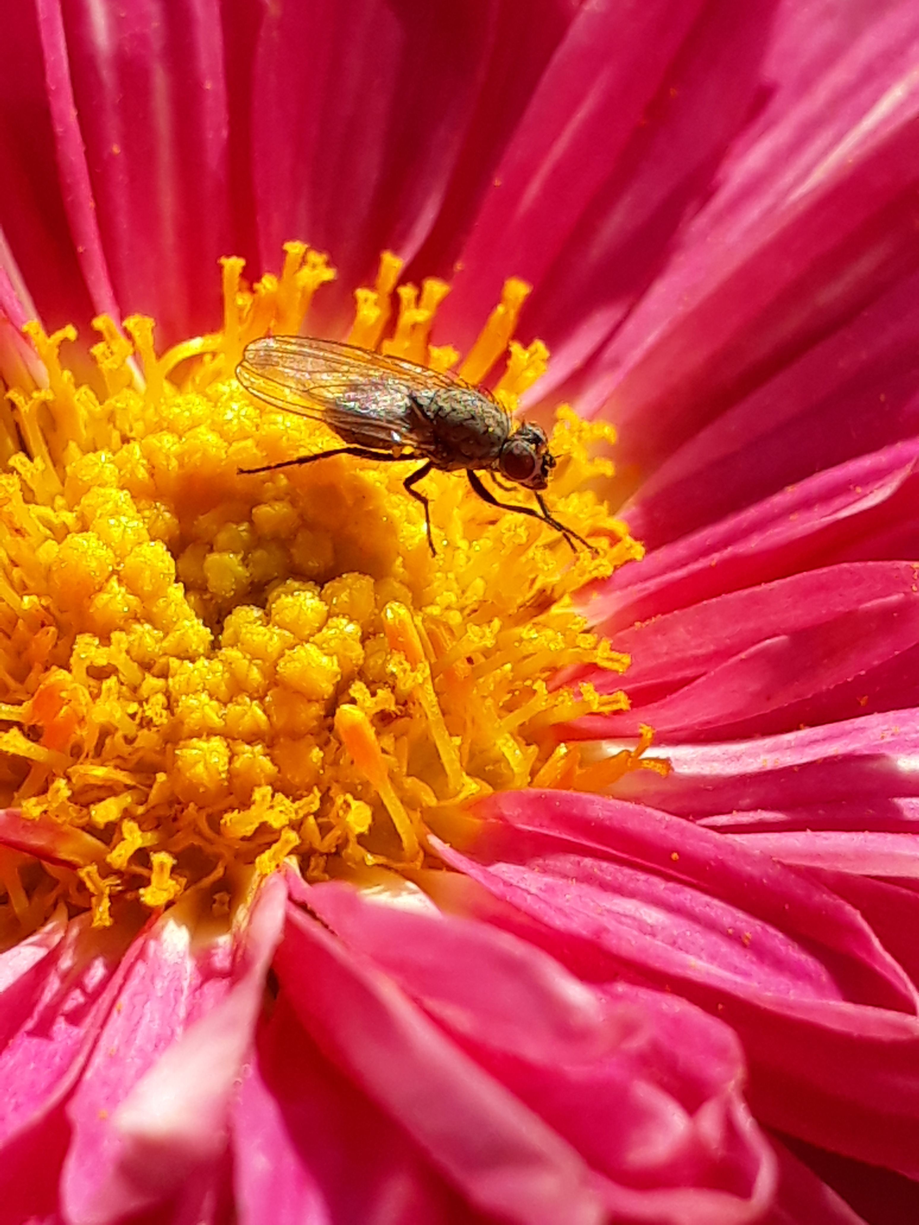 Close-Up Shot of Fly on Vibrant Pink Flower · Free Stock Photo