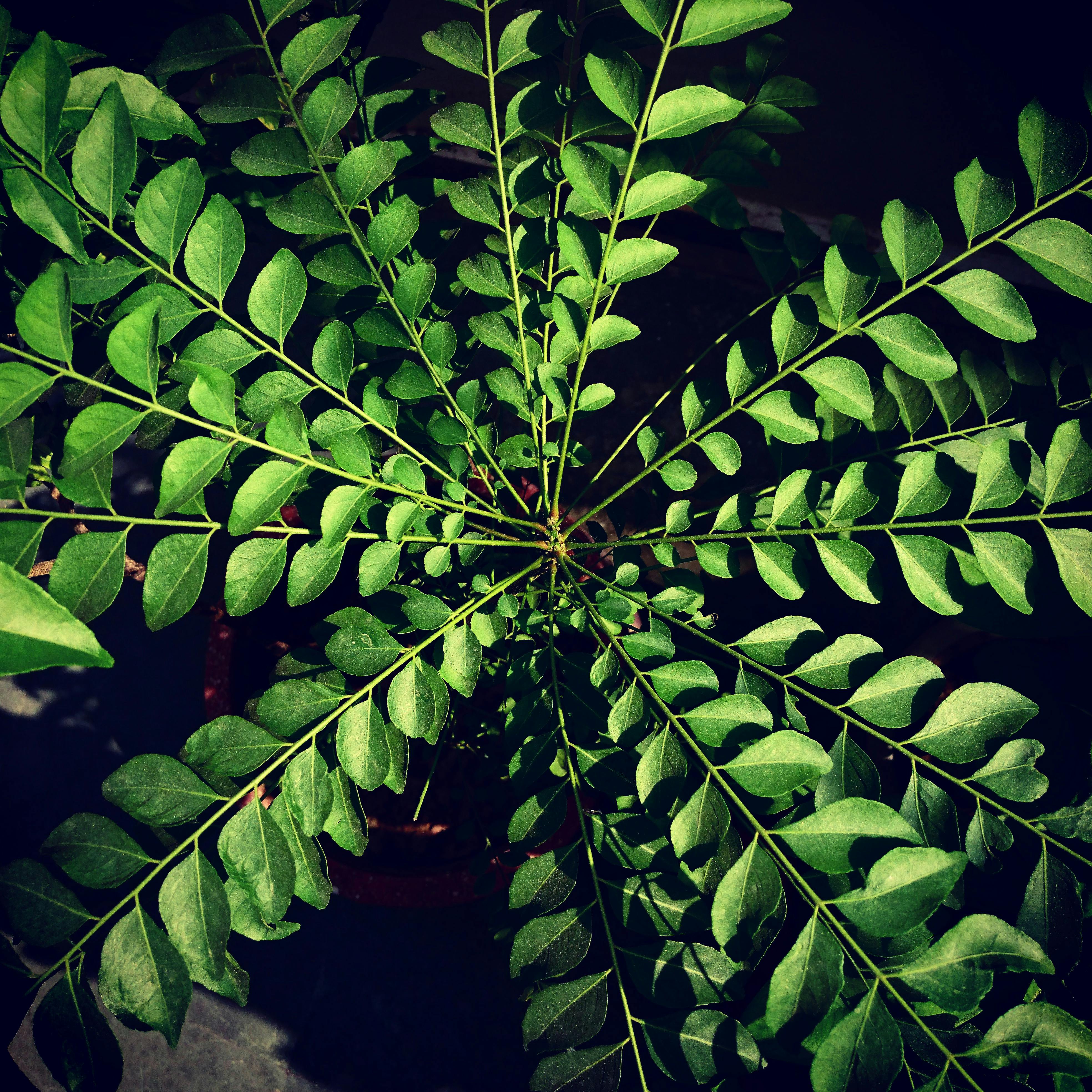 Free stock photo of houseplants, india, mothernature