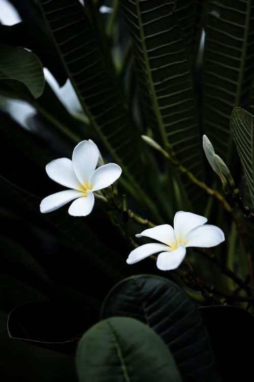 Free Close-up of white plumeria flowers with lush green leaves, creating a serene tropical vibe. Stock Photo