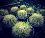 郁郁葱葱的花园里，圆形仙人掌植物被收集在带有尖刺纹理的花盆中