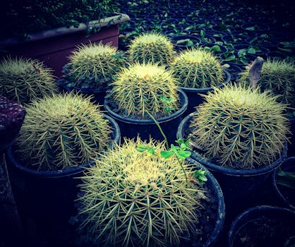 郁郁葱葱的花园里，圆形仙人掌植物被收集在带有尖刺纹理的花盆中