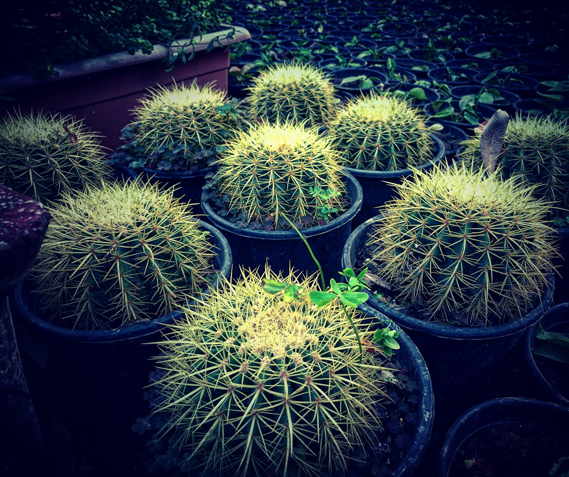Collection of round cactus plants in pots with spiky textures, in a lush garden.