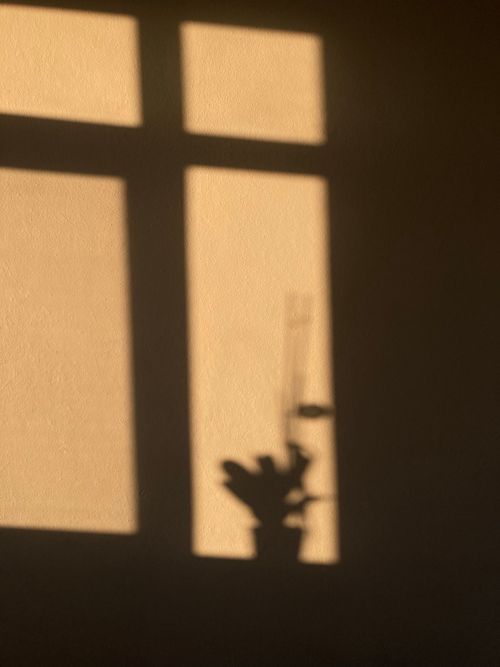 Free Shadow of a plant on a warm sunlit wall creates a serene minimalist composition. Stock Photo