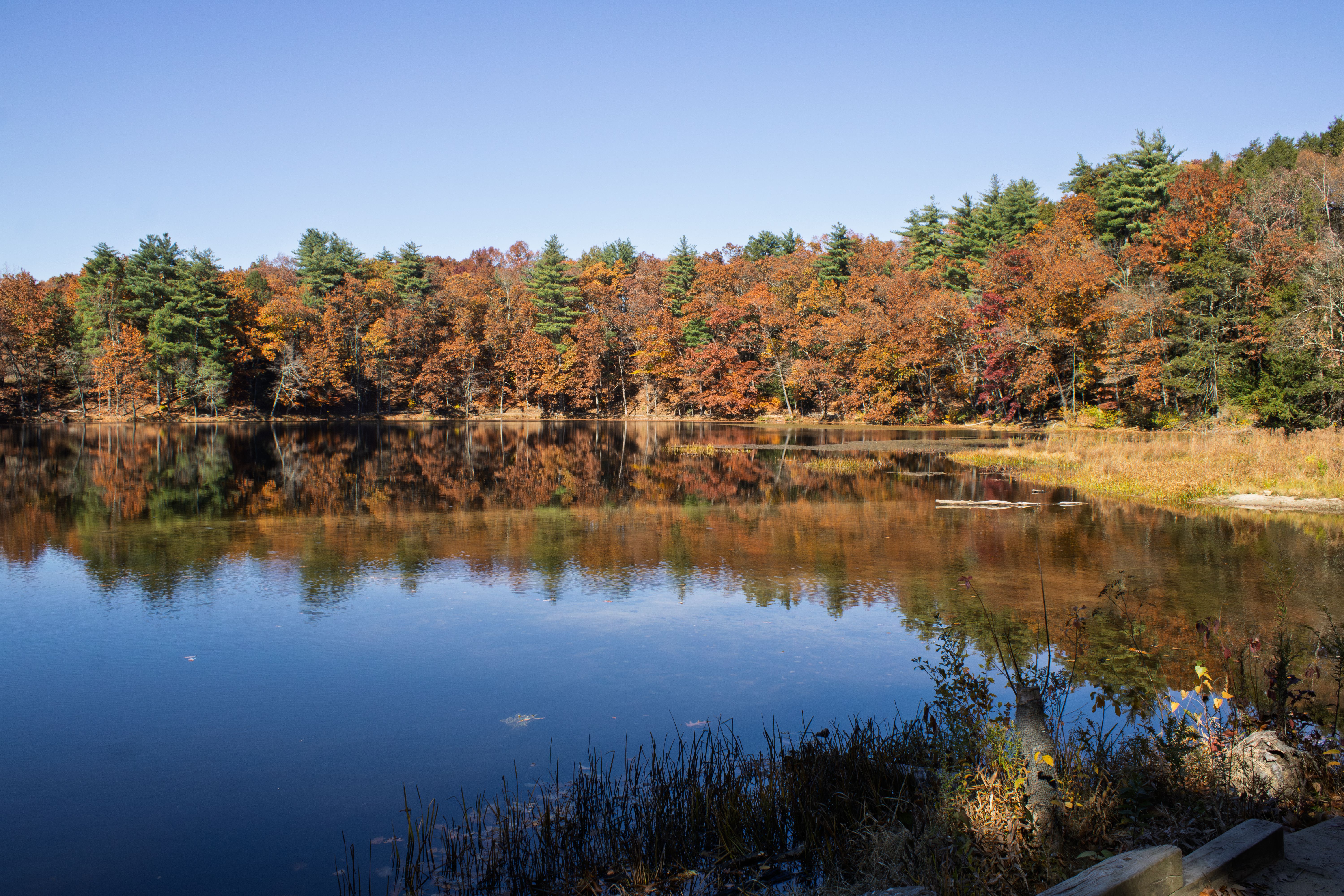 Serene fall foliage reflected in a pond in Amherst, Massachusetts, capturing the essence of autumn beauty.