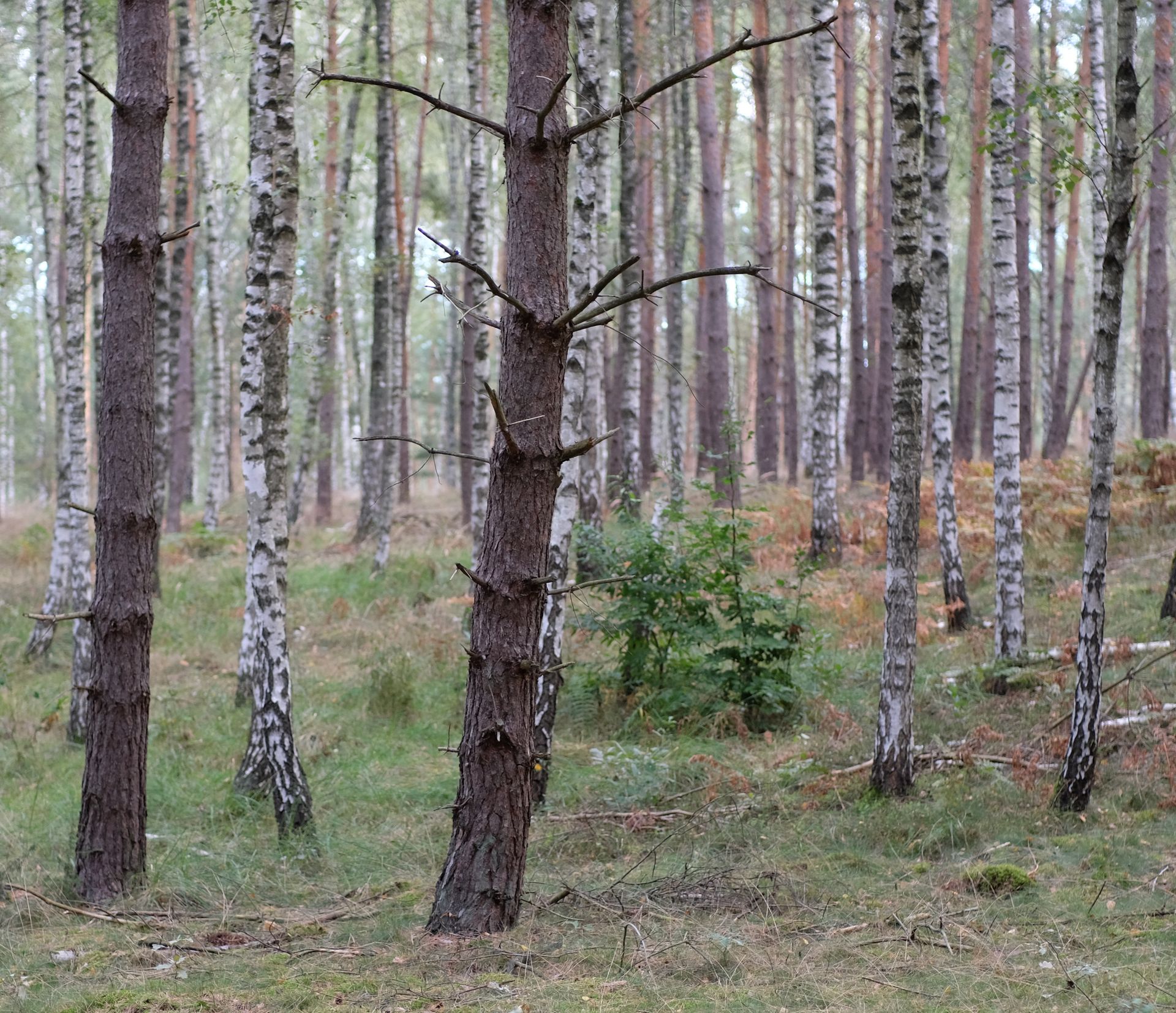 Tranquil birch trees in an early autumn forest scene, showcasing nature's beauty.