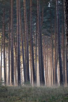 Sunlight filters through tall pine trees in a tranquil forest setting.