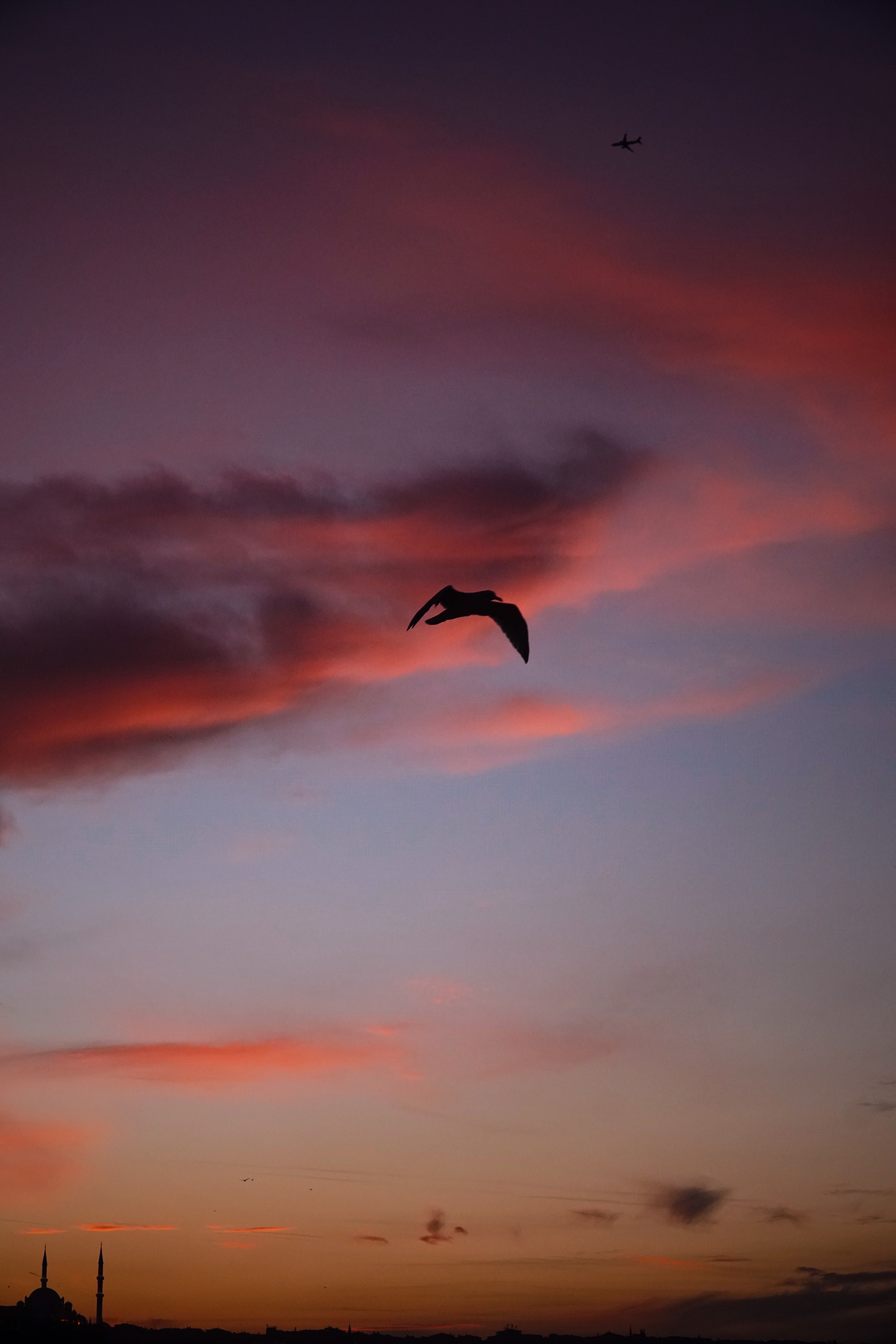 Silhouette of Bird Flying at Colorful Sunset Sky · Free Stock Photo