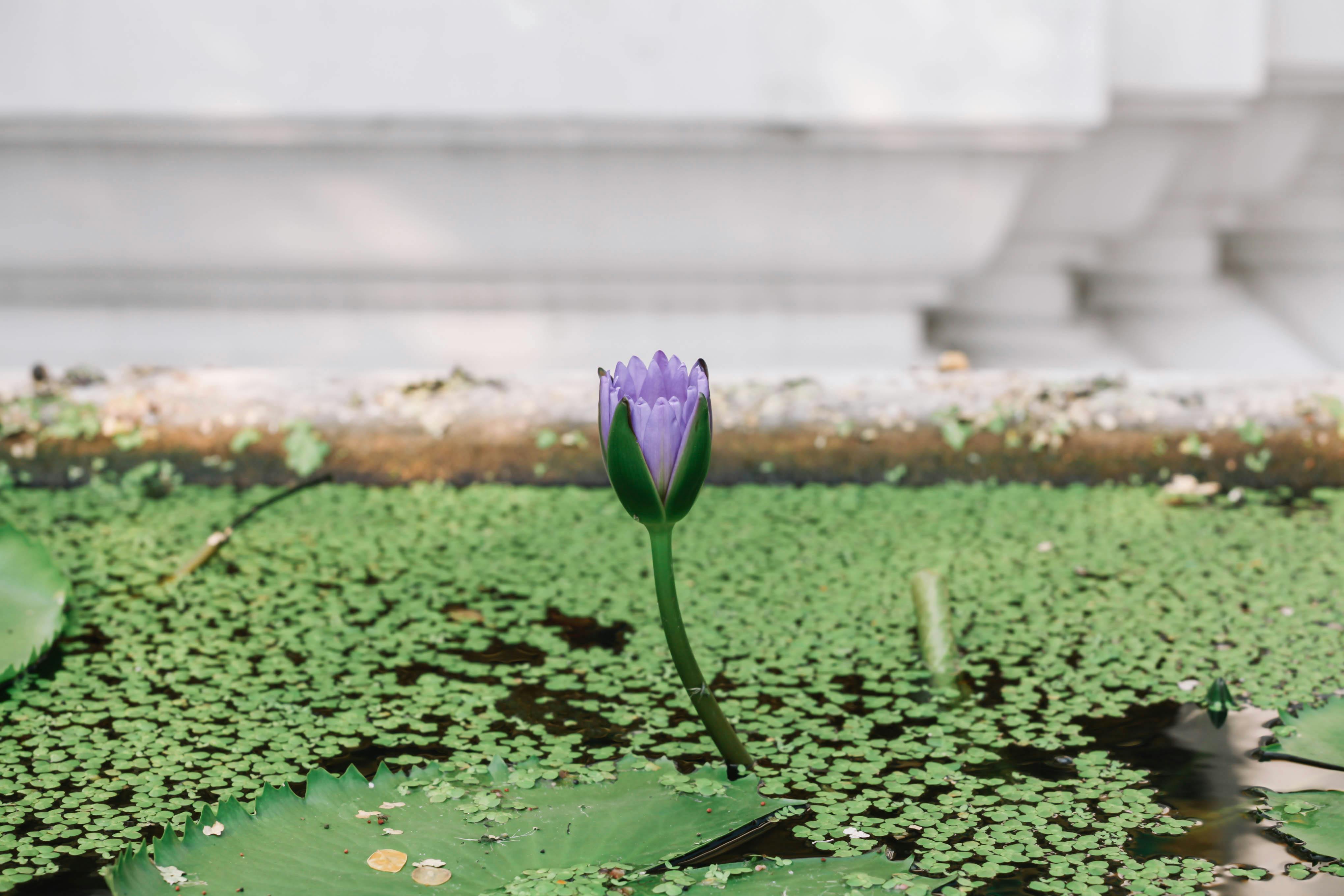 Elegant water lily blooming in a Bangkok fountain, surrounded by verdant leaves, capturing Asian beauty.