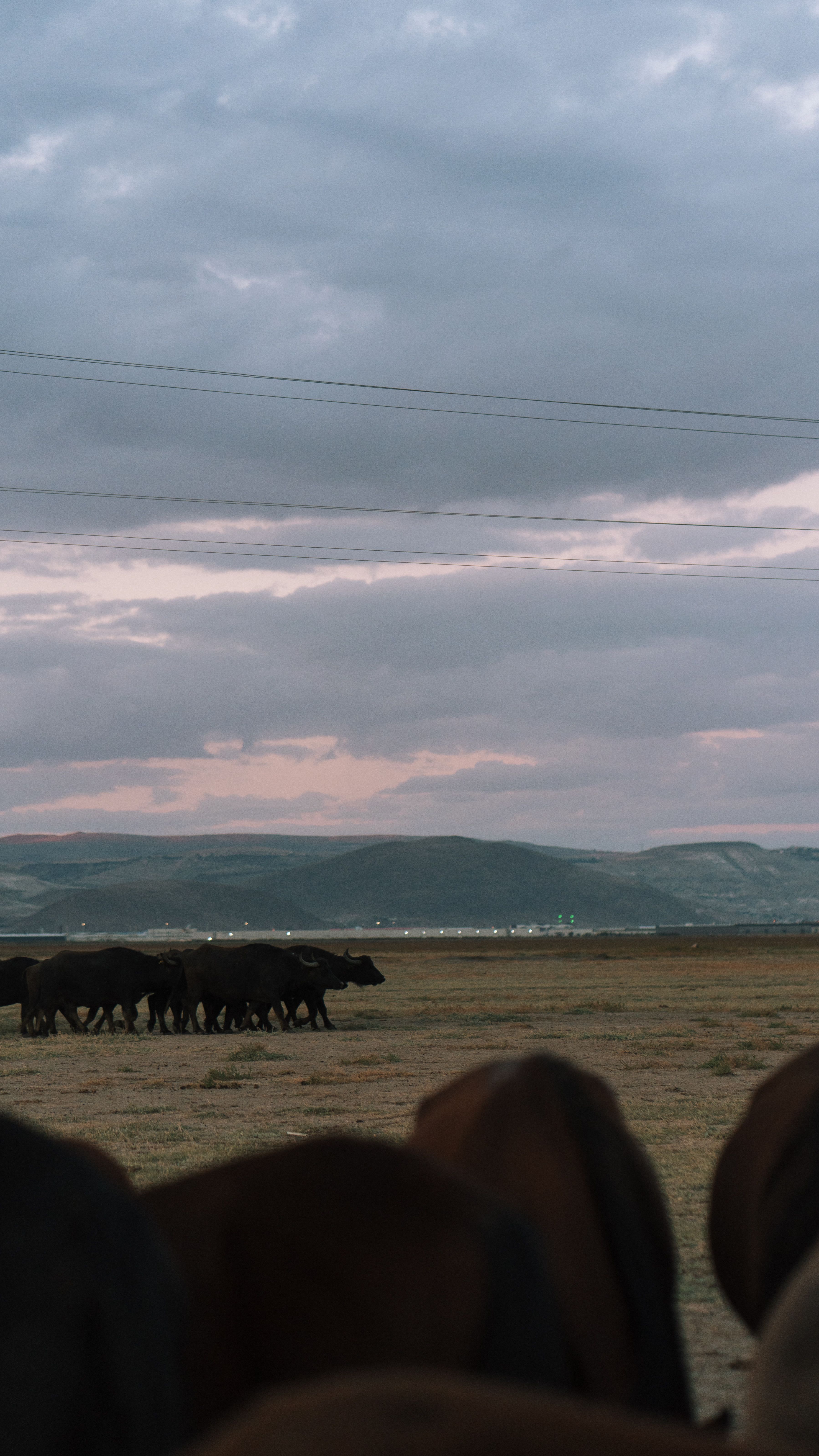 Cattle Grazing During A Serene Sunset · Free Stock Photo