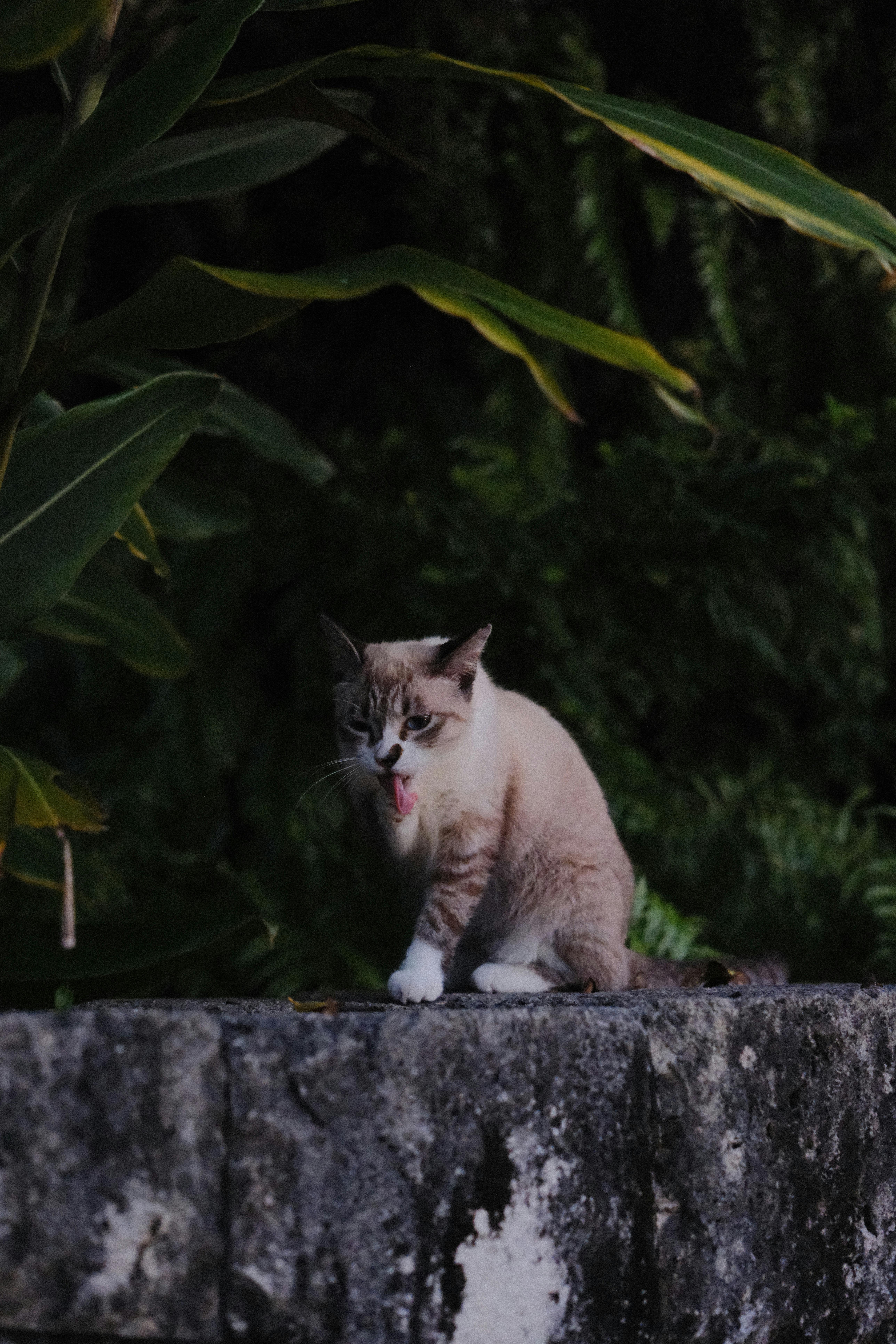 Katze in einer sicheren Umgebung