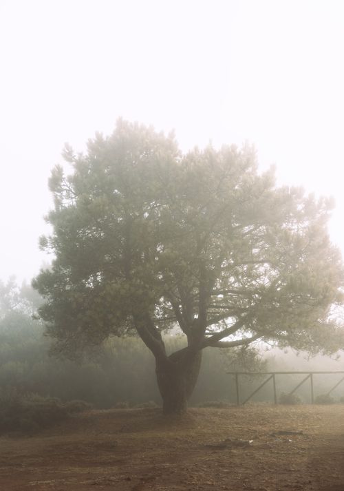 Free A solitary tree enveloped in mist on a serene morning in Madeira, Portugal. Stock Photo