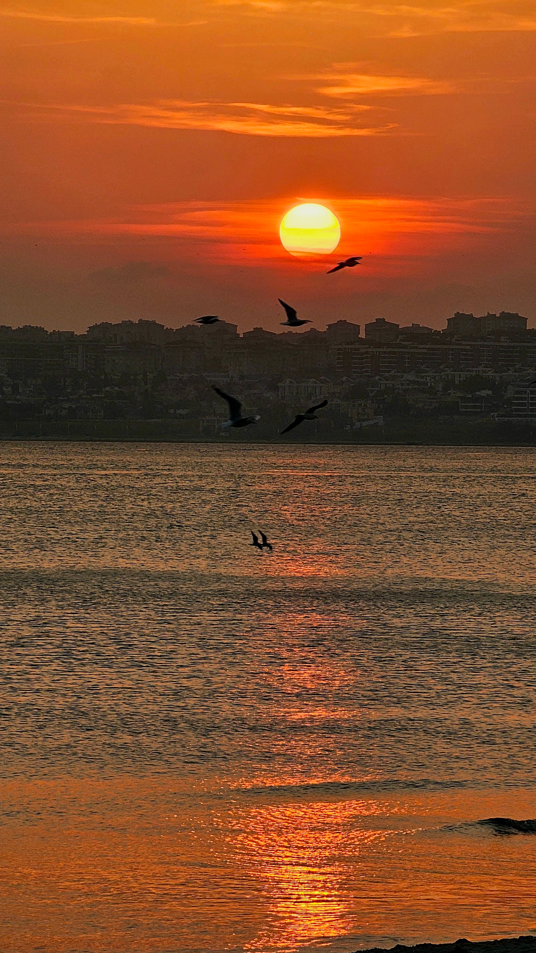 専用 夕日の海辺 風景写真 グラフィック 静かな水面に映る美しい夕日と鳥たち · 無料の写真素材