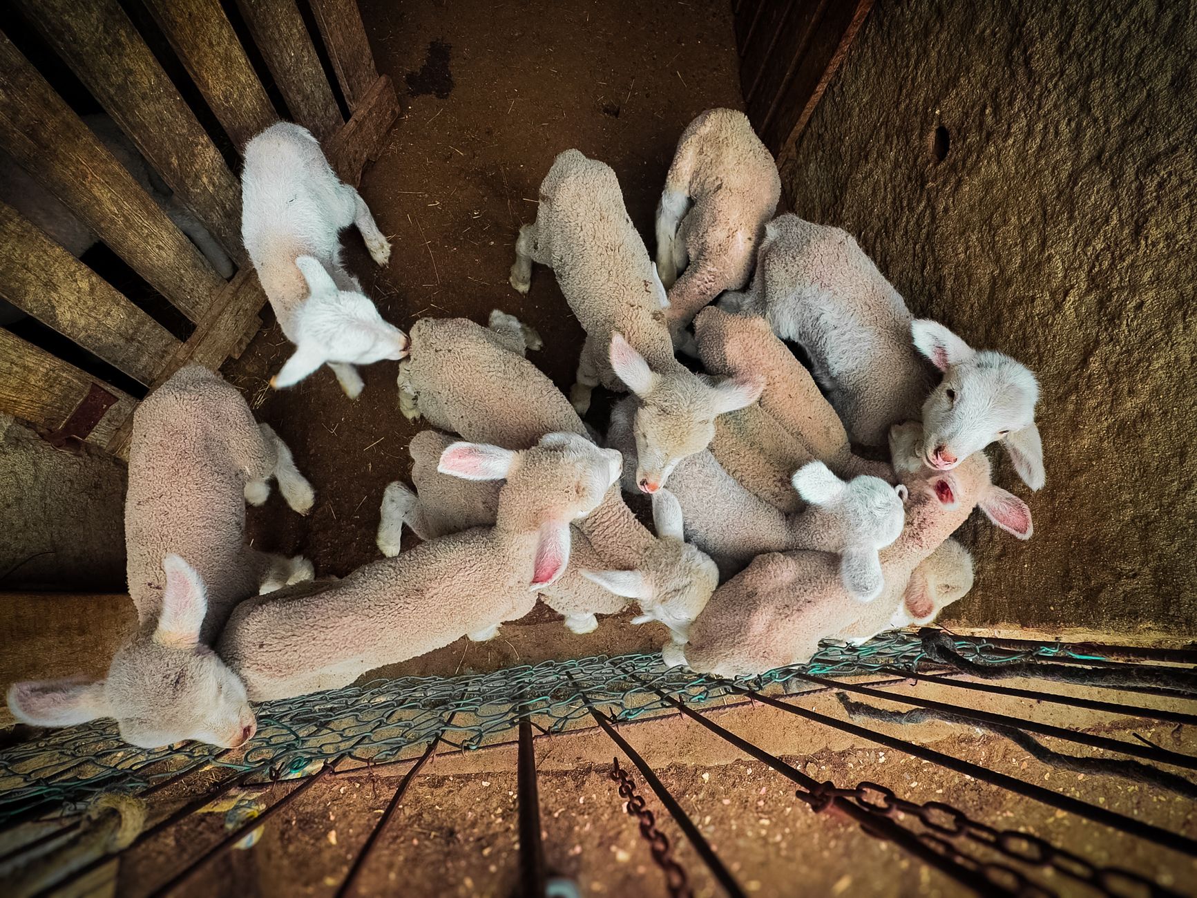 A group of fluffy lambs huddle in a pen at a farm in Portugal.