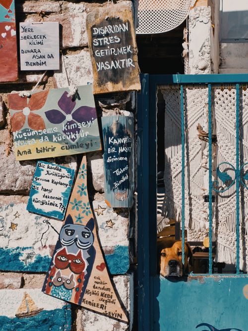 Free Colorful wall adorned with quirky signs and a curious dog peeking through a gate. Stock Photo