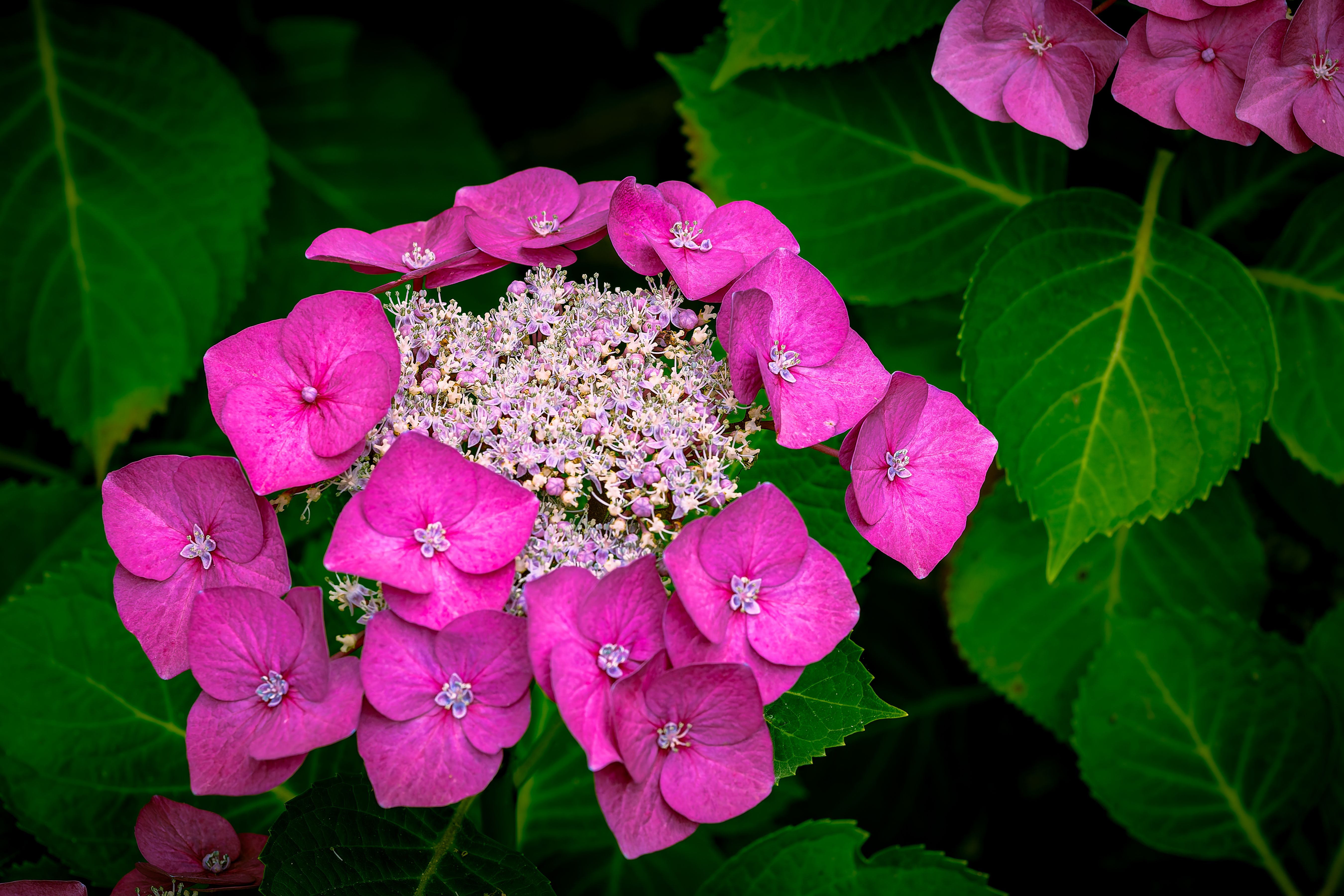 Vibrant Pink Hydrangea Flowers in Bloom · Free Stock Photo