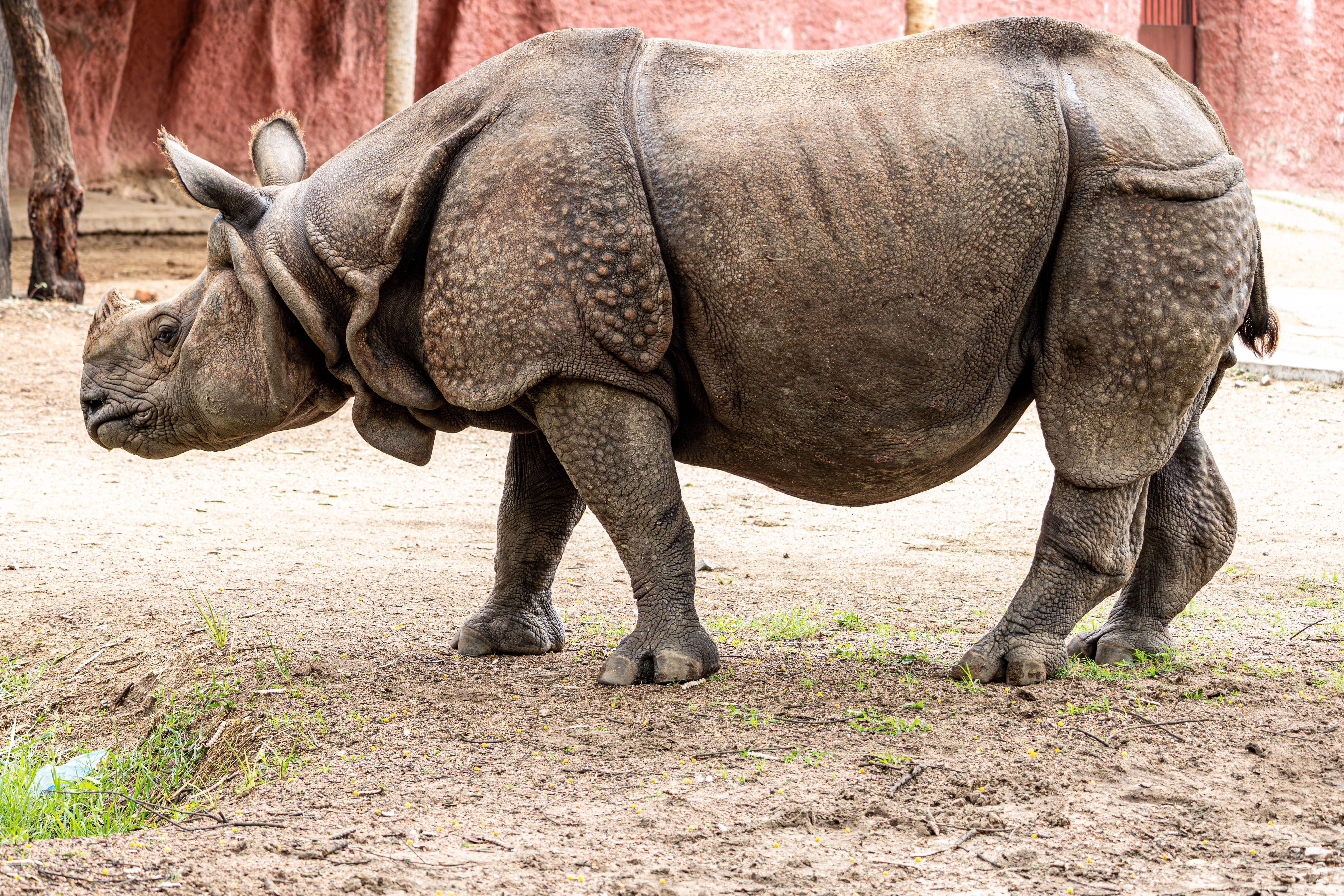Adult male Javan rhino displaying its distinctive single horn, found only in males of this species
