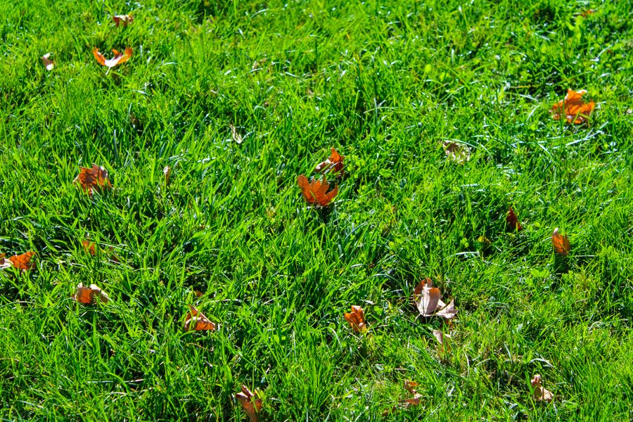 Close-up of vibrant green grass with scattered autumn leaves on a sunny day.