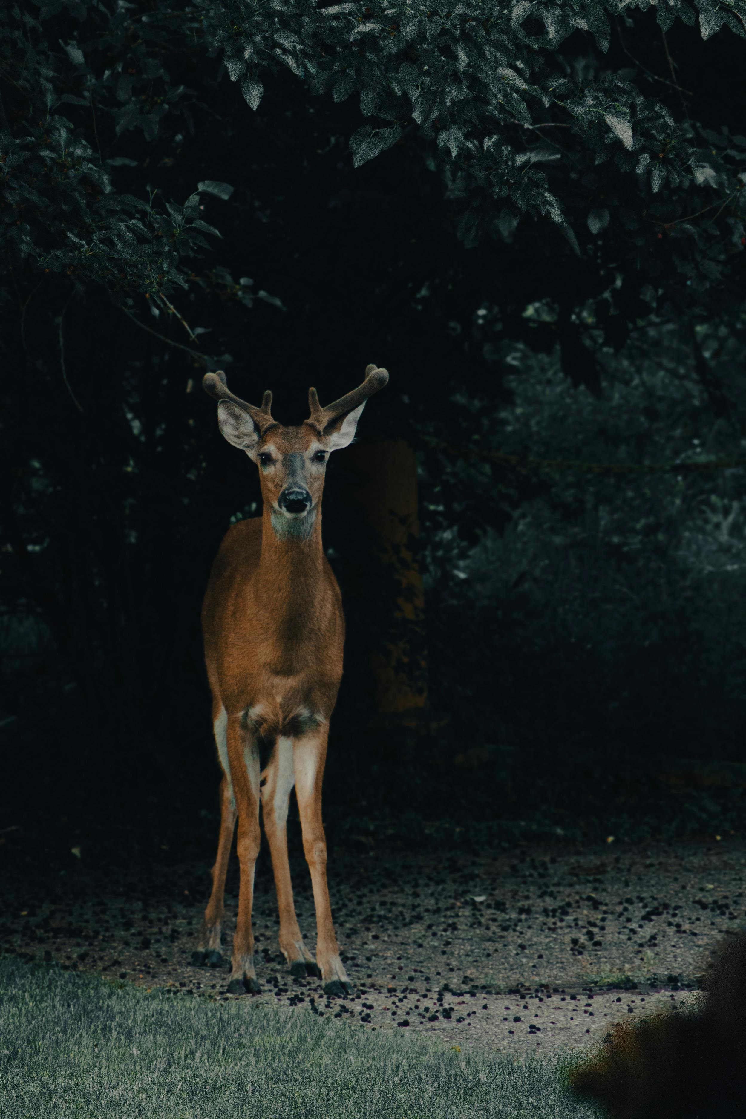grátis Veado Na Floresta Foto profissional