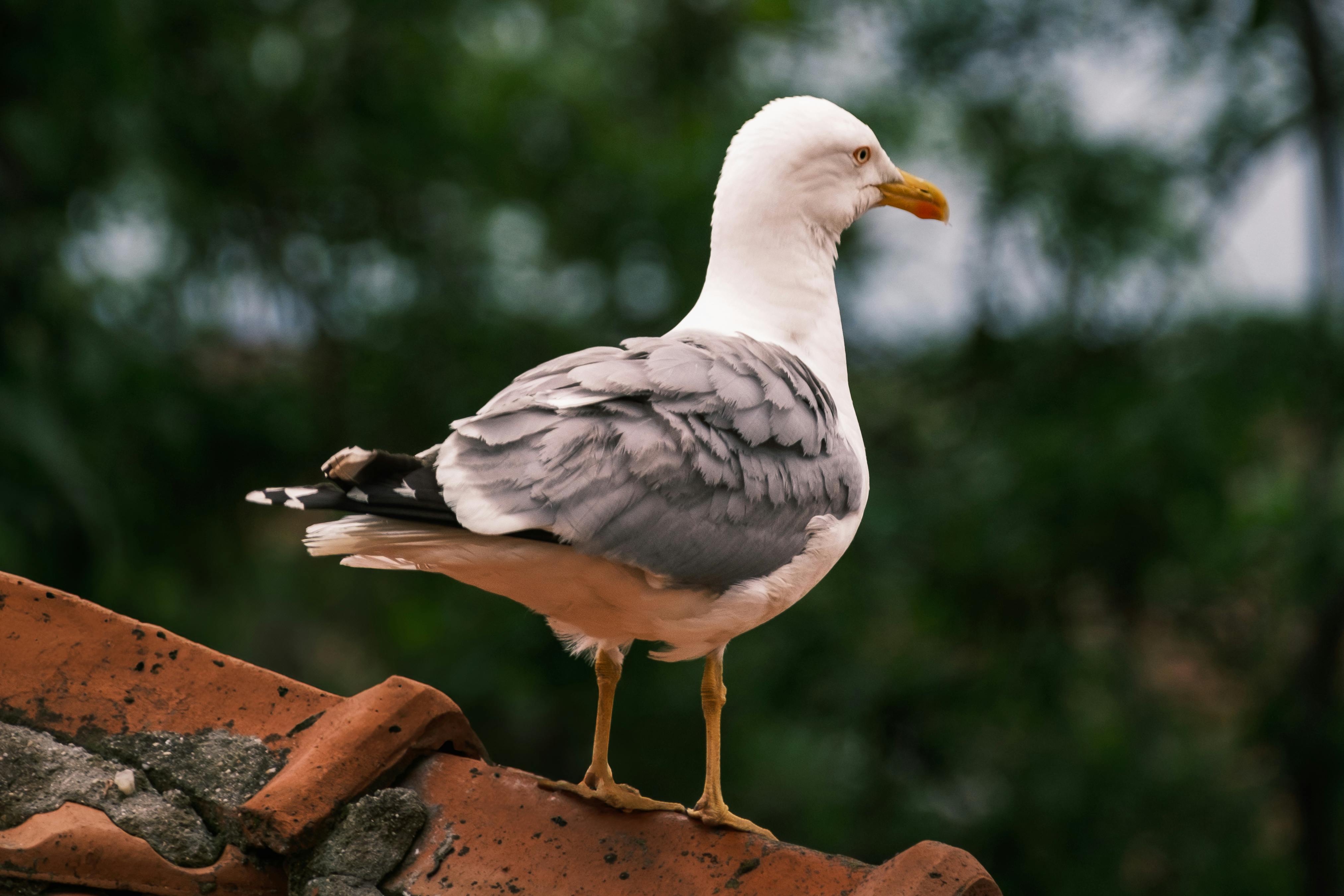 A seagull perched on a weathered roof with a lush green background.