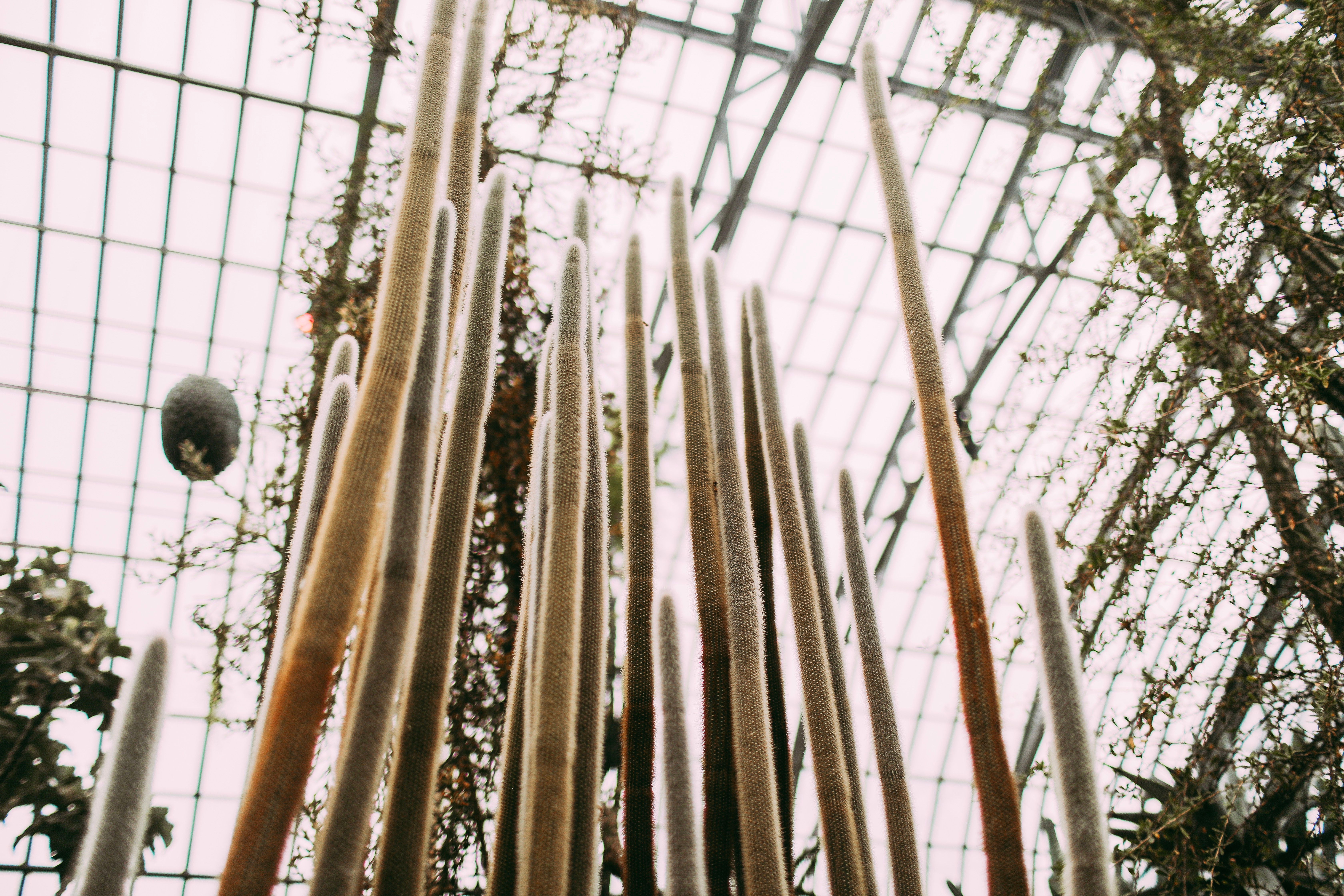 Greenhouse in Bloom