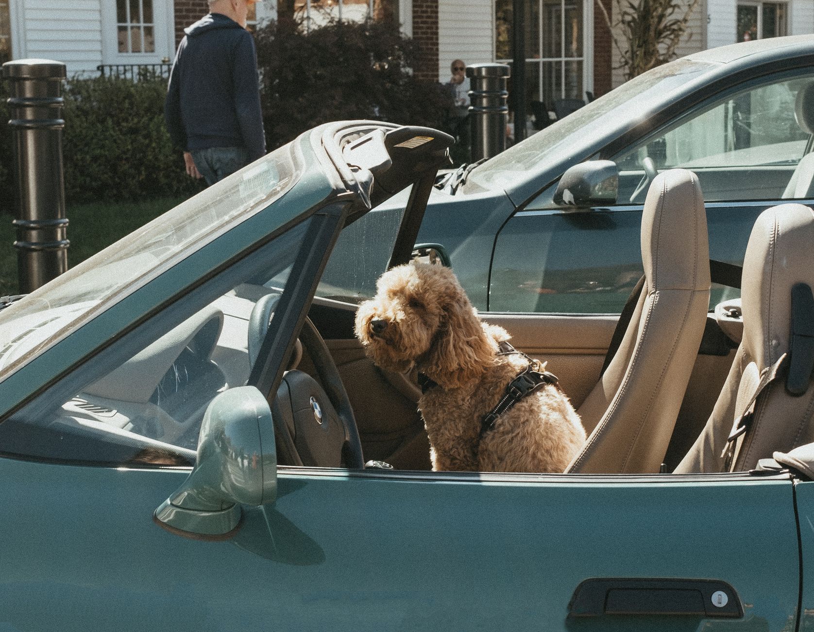 Dog Car Safety: Best Seats & Seatbelts for 2026