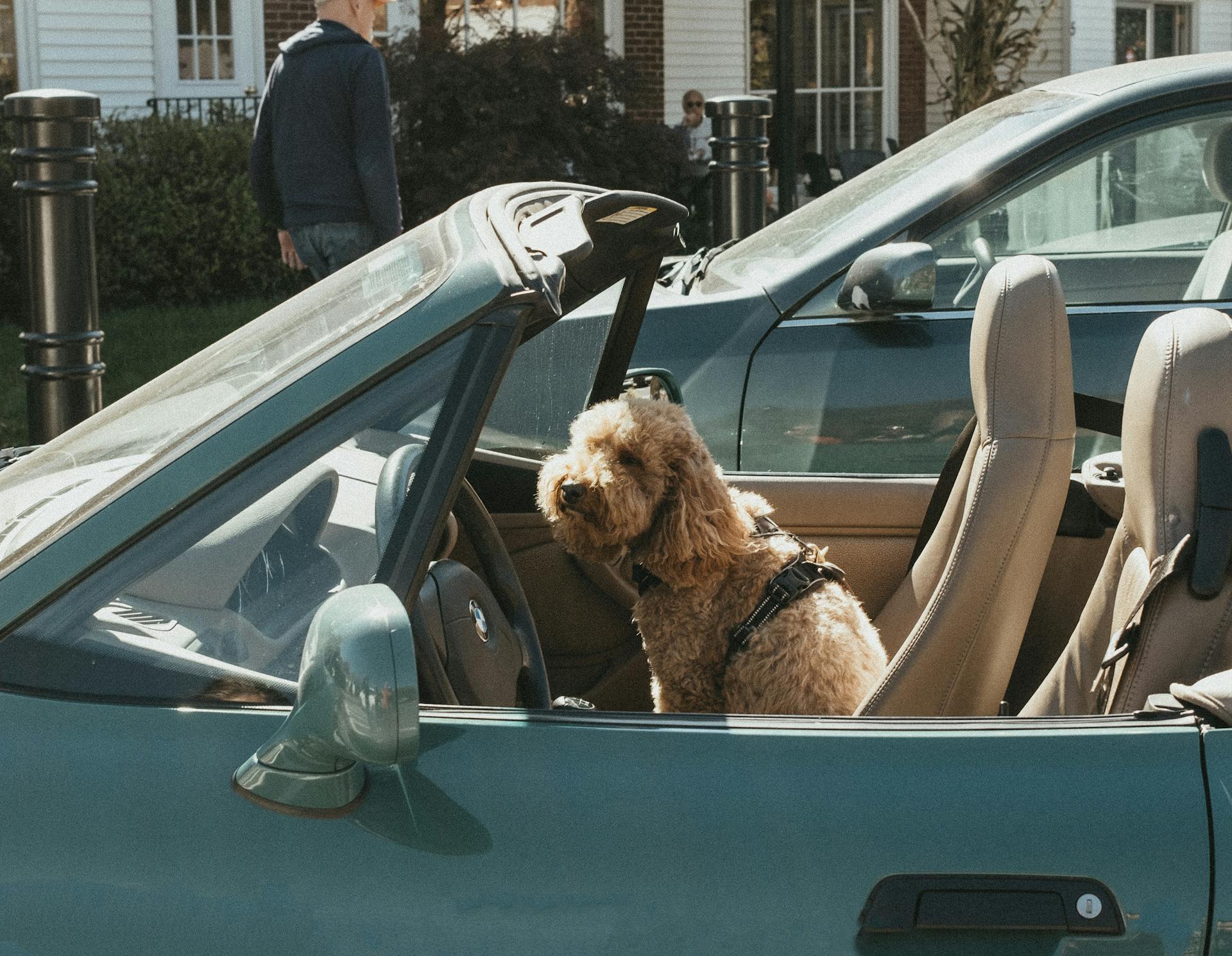 Classic Car Dog