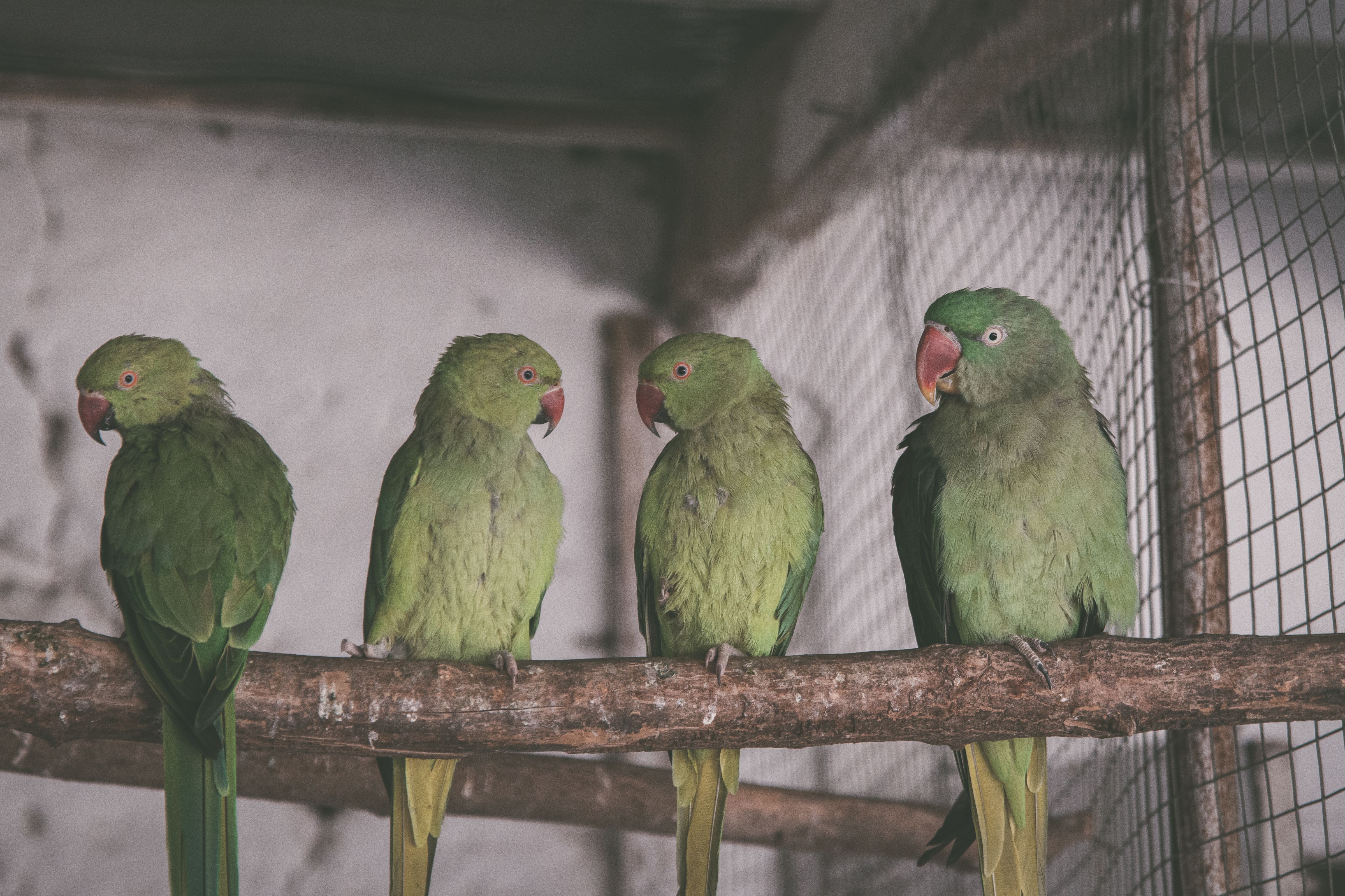 A group of four green parrots perched together in a cage setting.