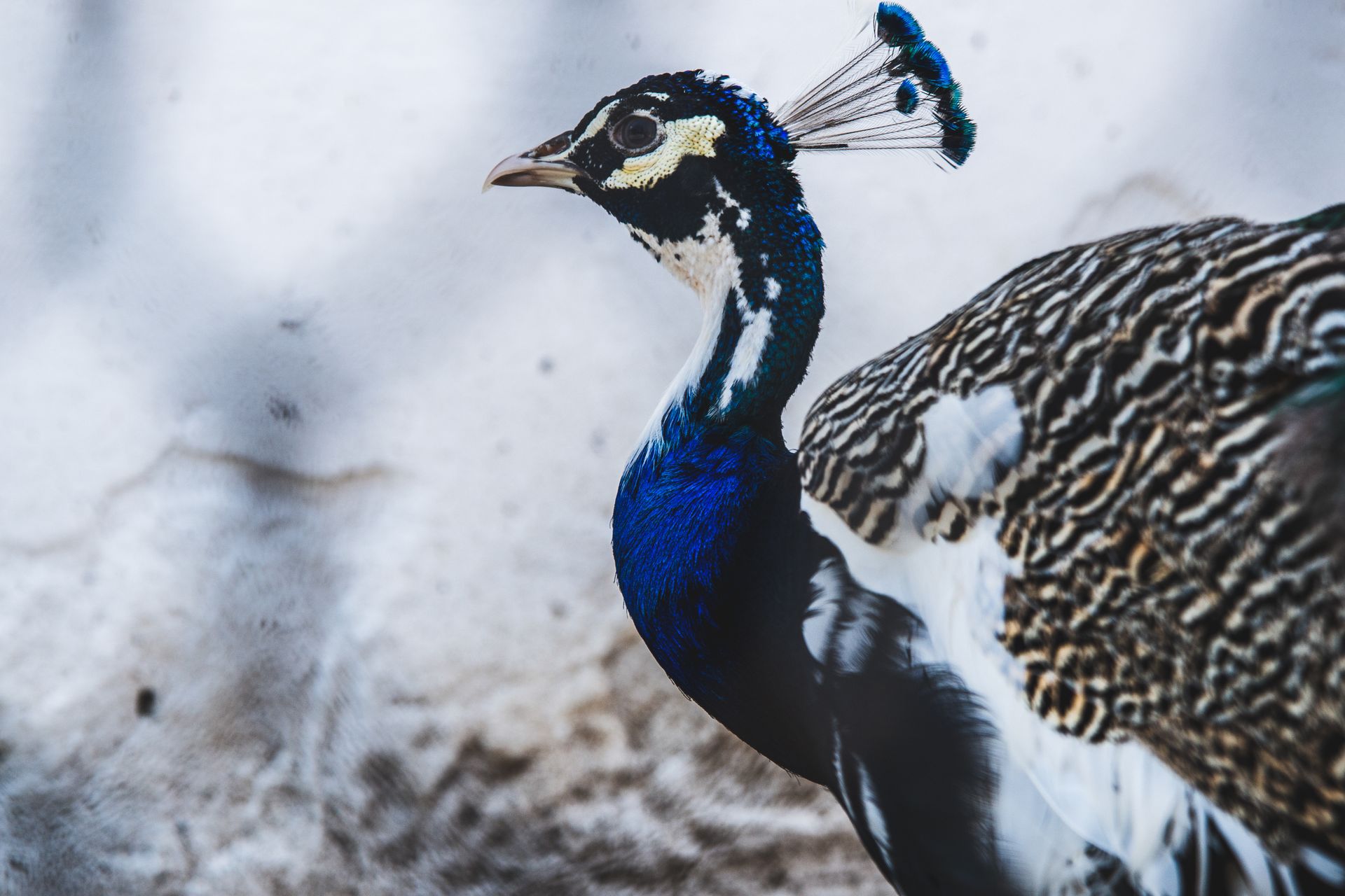Detailed close-up of a vibrant Indian peacock showcasing its colorful plumage and elegant crown feathers.