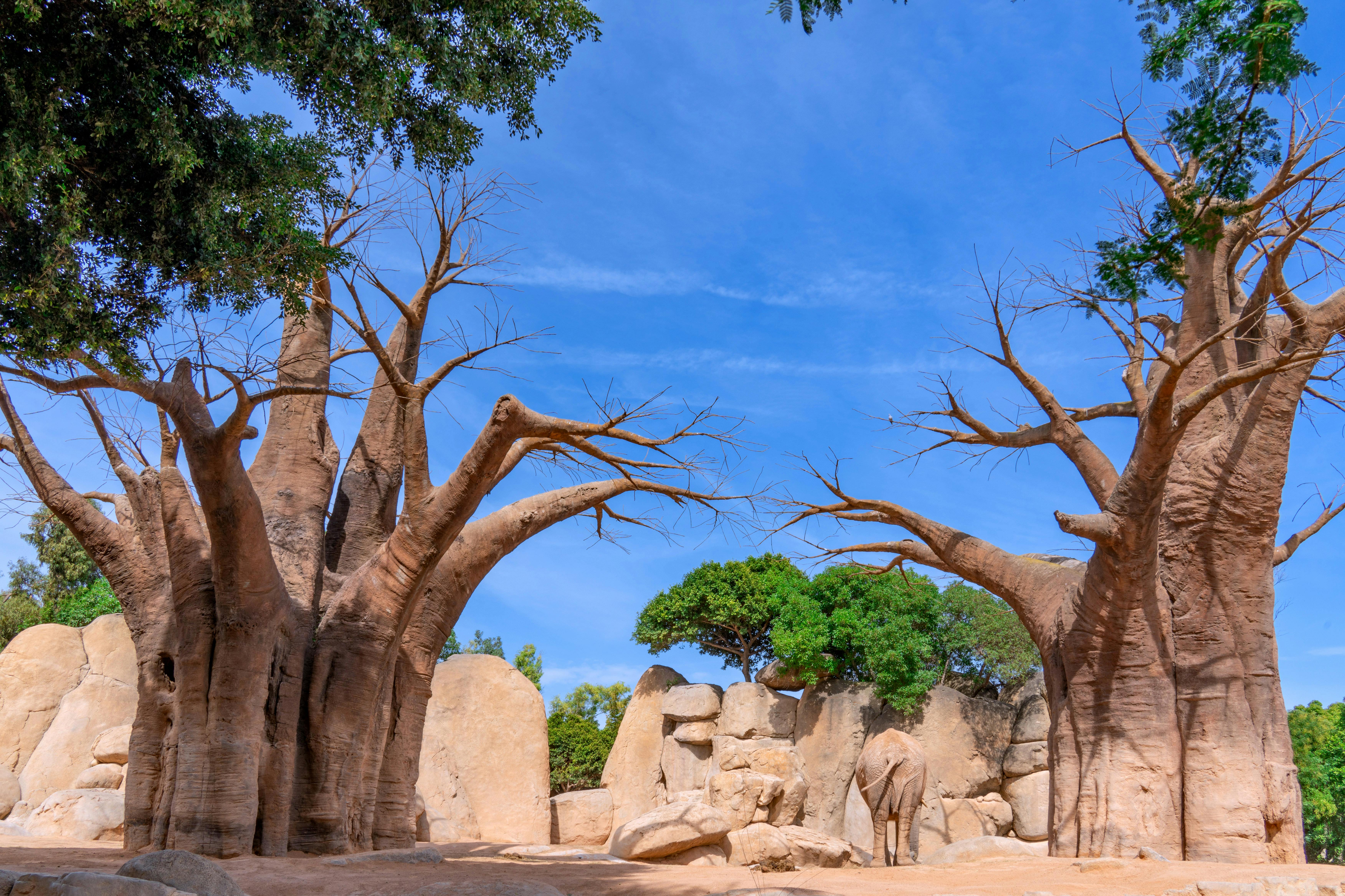 Baobab Trees