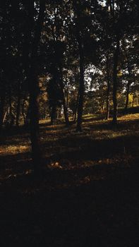 Peaceful autumn forest with sunlit trees casting shadows on the ground.